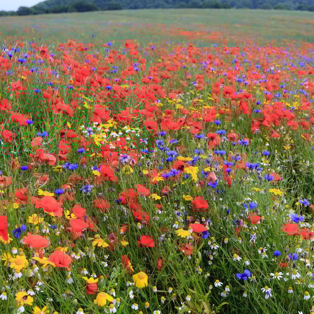 Back to Basics Flower Seed Mix