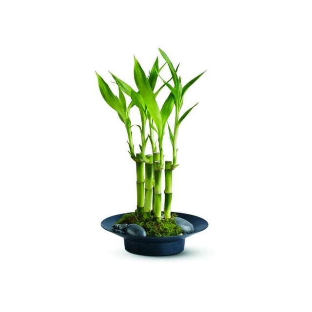 Lucky Bamboo