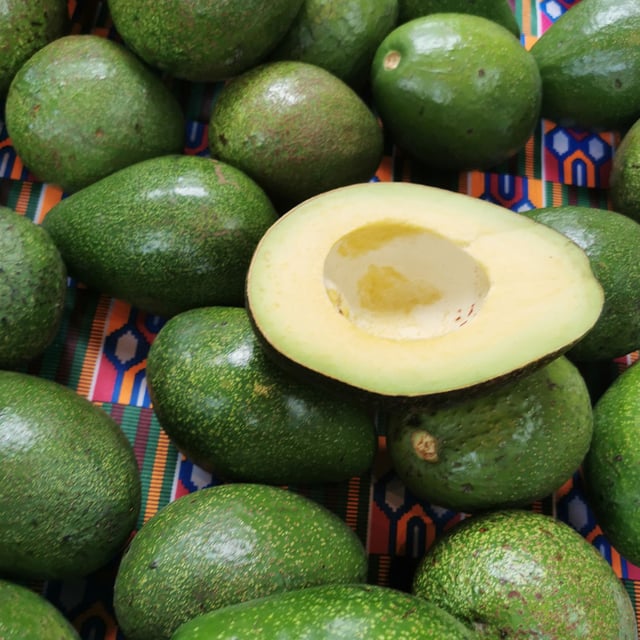 Fuerte Avocado Tree