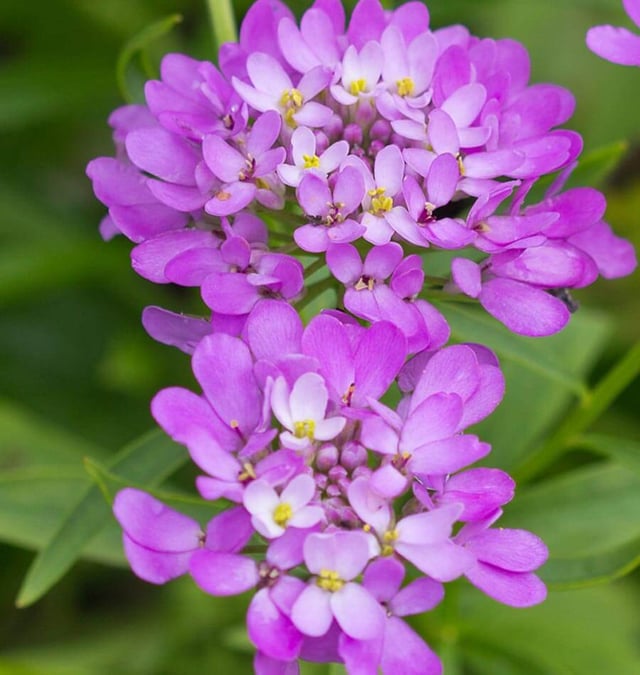 Candytuft