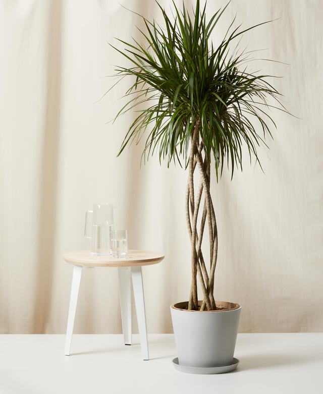 Dracaena Marginata Open Weave