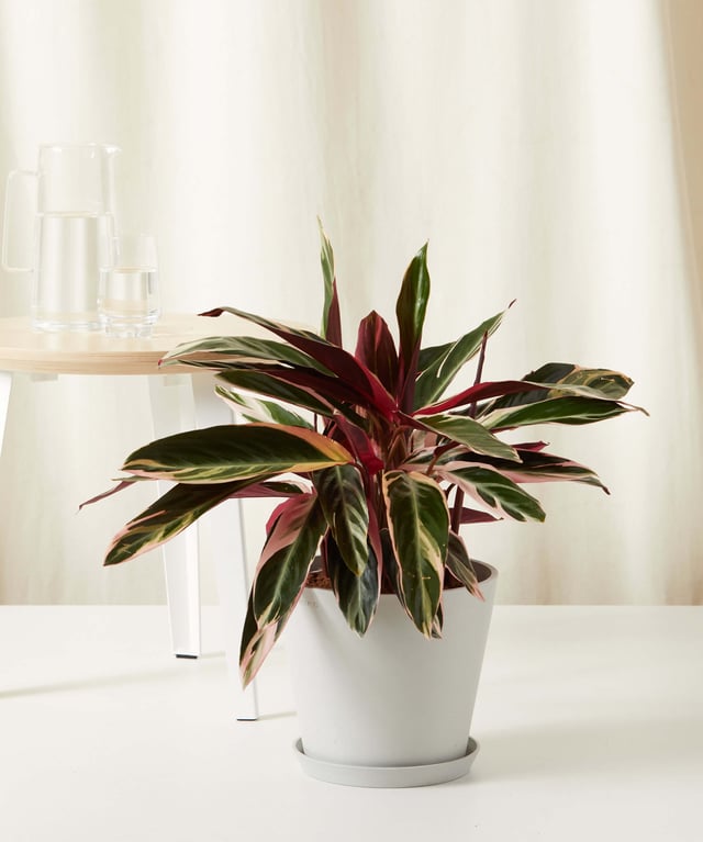 Stromanthe Triostar