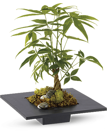 Money Tree