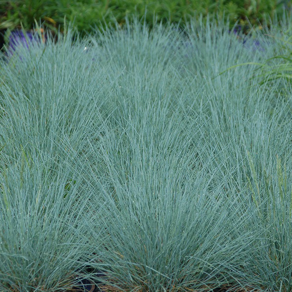 'Cool as Ice' Blue Fescue (Festuca)
