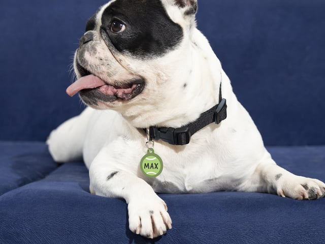 Pet Tags