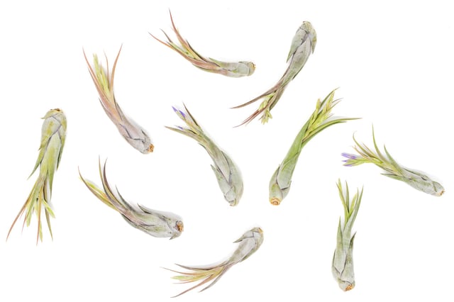 $1.00 Labor Day Special - 10 Tillandsia Circinata 'Paucifolia' Air Plants for $10