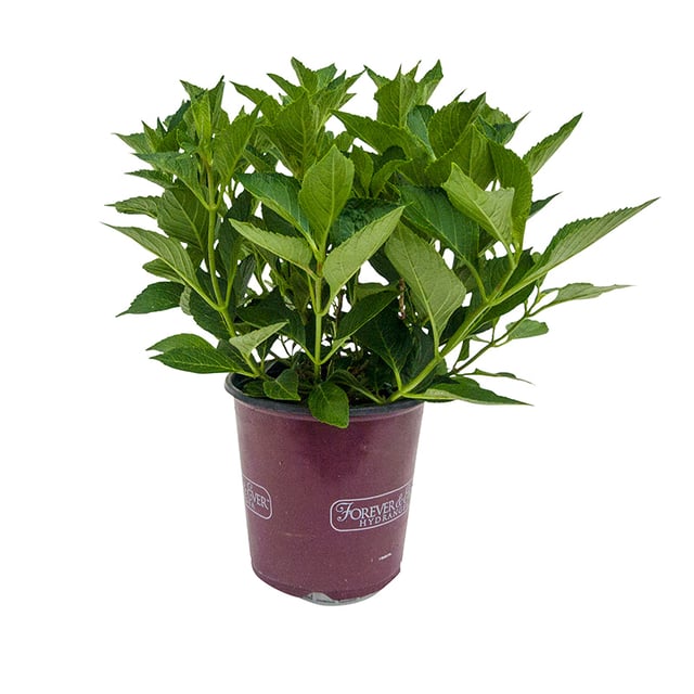 Magical® Amazone Hydrangea