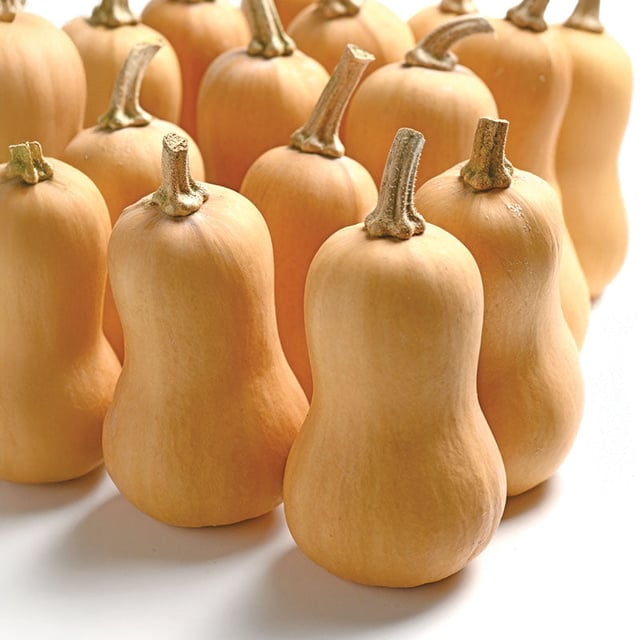 Squash Butterbaby F1 Seed