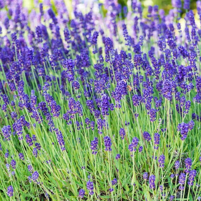 Phenomenal® Lavender