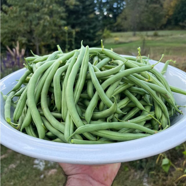 Blue Lake 274 Bush Bean (53 Days)