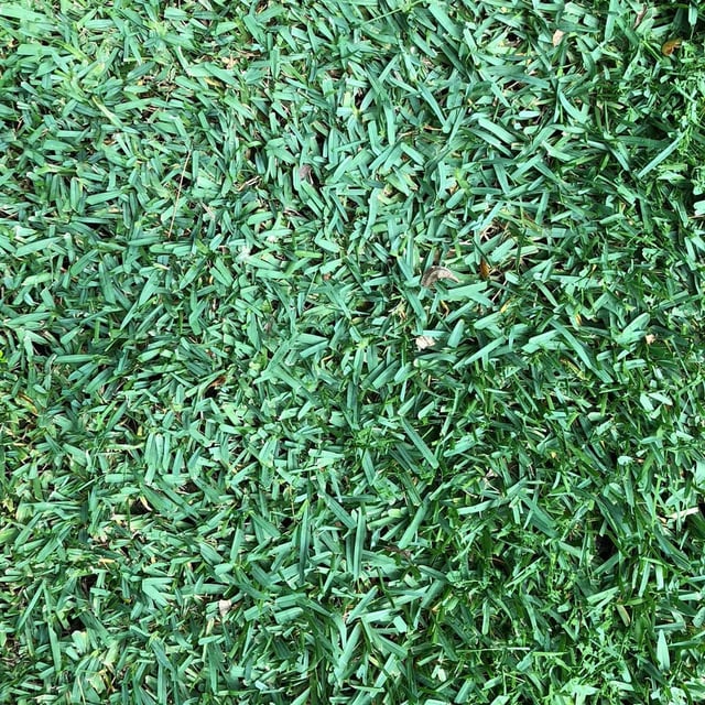 St. Augustine CitraBlue Premium Grass Plugs