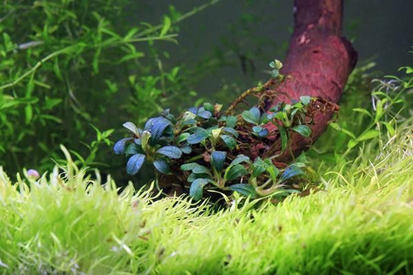 Bucephalandra Lamandau Mini Purple