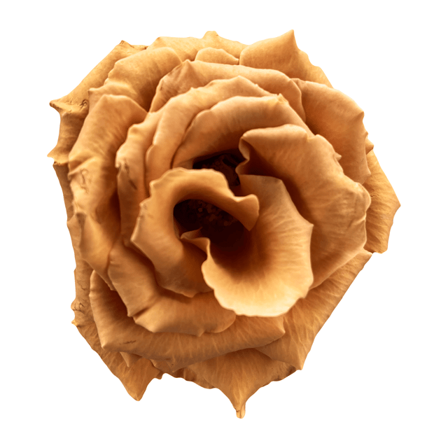 Toffee Roses