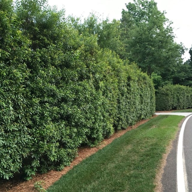 Wax Myrtle