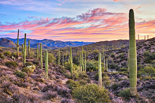 United flights to Phoenix
