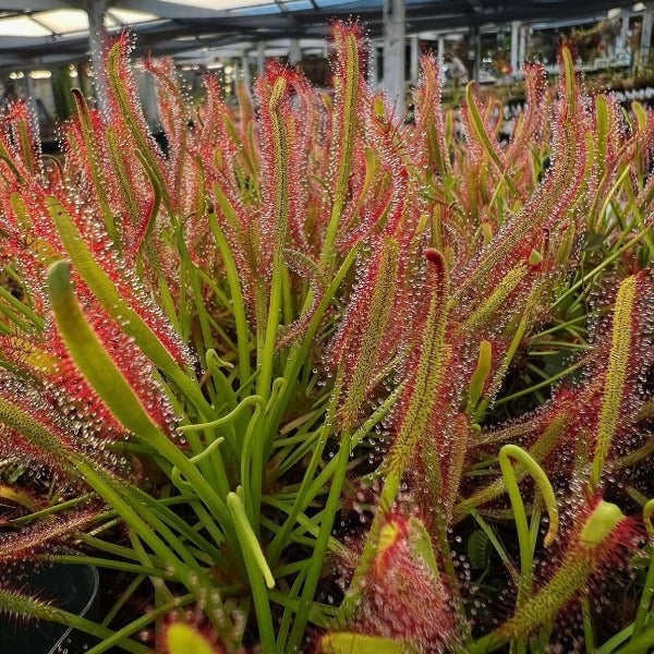 Drosera capensis 'narrow leaf' Potted