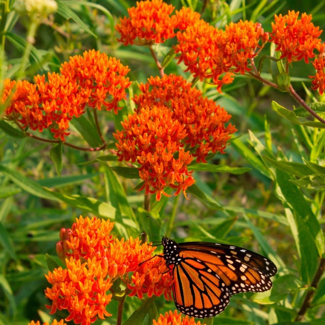 Butterfly Milkweed