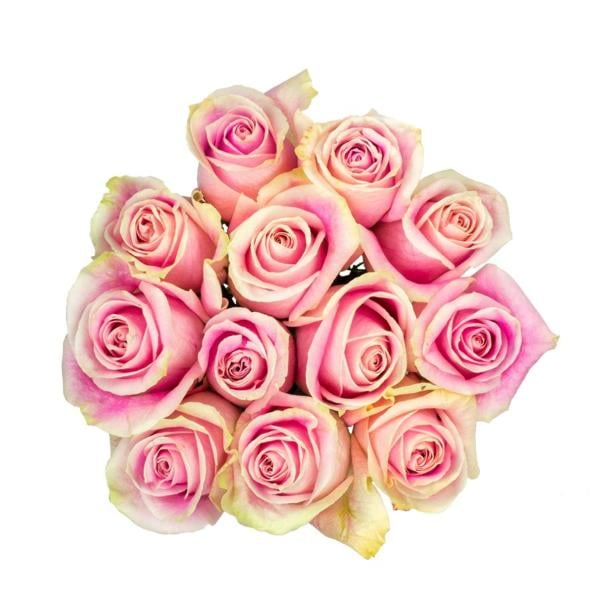 Giant Carnations (Colors May Vary)