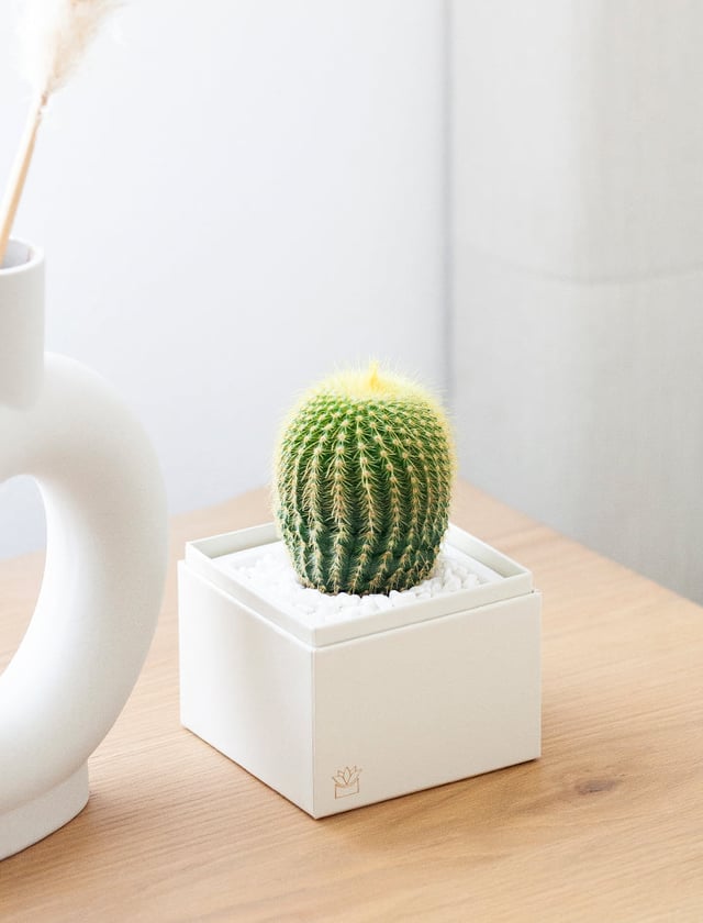 Cacti Garden