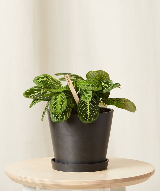 Neon Prayer Plant