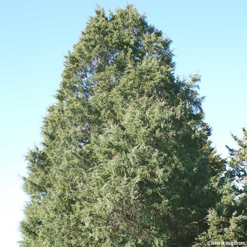 Eastern Redcedar