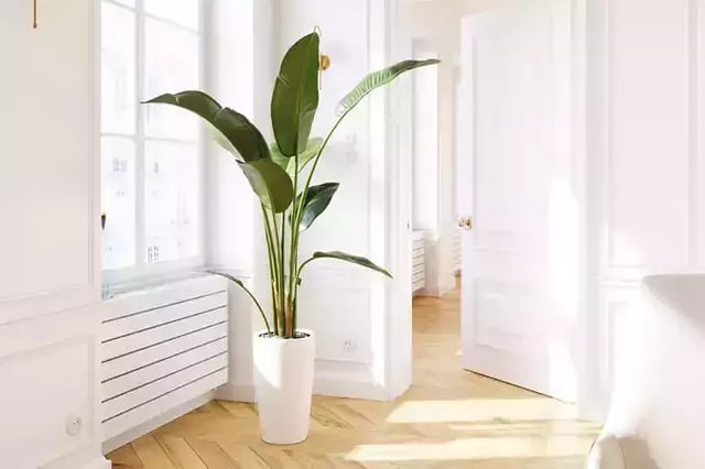 Indoor banana plant | 3D model