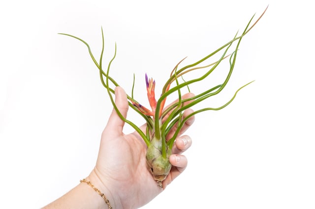 Large Tillandsia Bulbosa Belize Air Plants / 6-8 Inch Plants