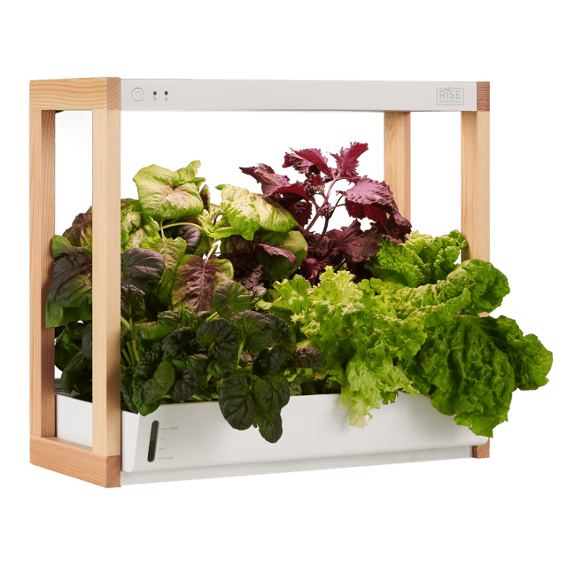 Personal Rise Garden