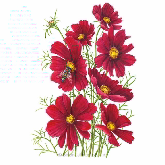 Rubenza Cosmos Seeds