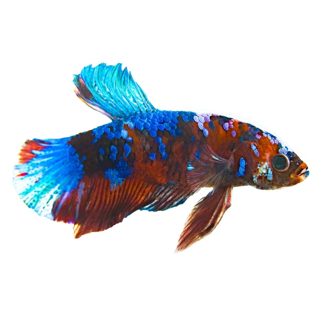 Male Galaxy Koi Betta