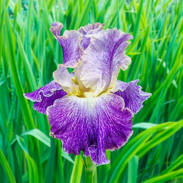Moonlit Water Bearded Iris
