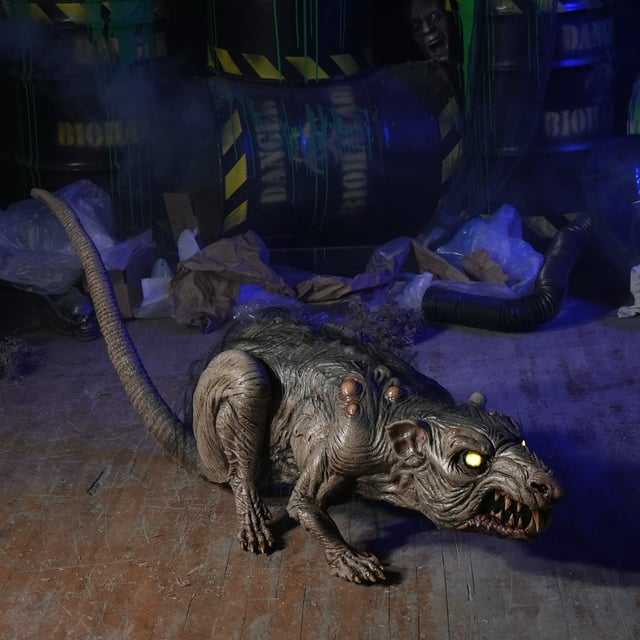 Dirty Rat