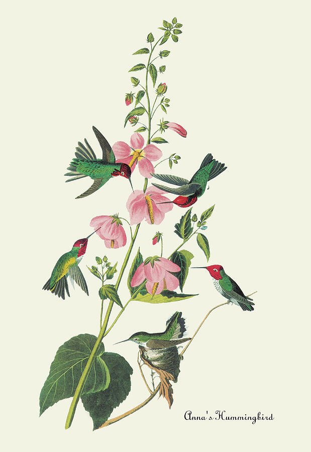 Annas Hummingbird by Buyenlarge