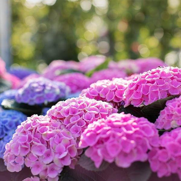 Elizabeth Ashley™ Bigleaf Hydrangea