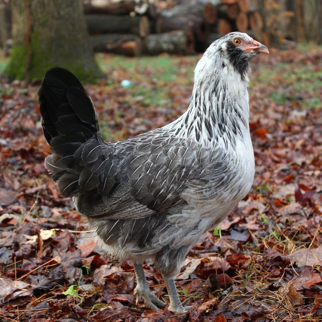 Baby Chicks: Green Queen Easter Egger