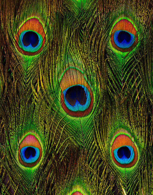 Peacock Feathers On Black by Davies And Starr