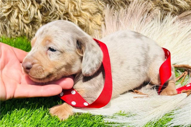 Kairo | Puppies For Sale at Pawrade
