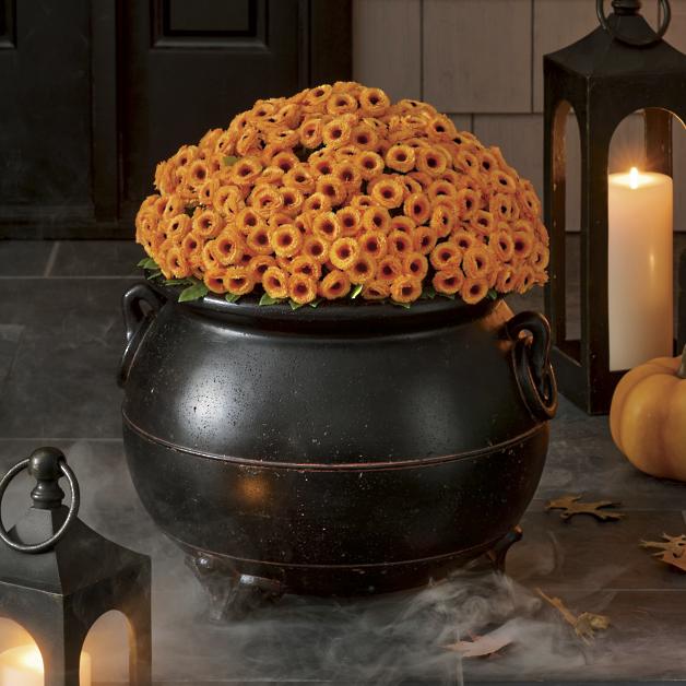 Cauldron Planter