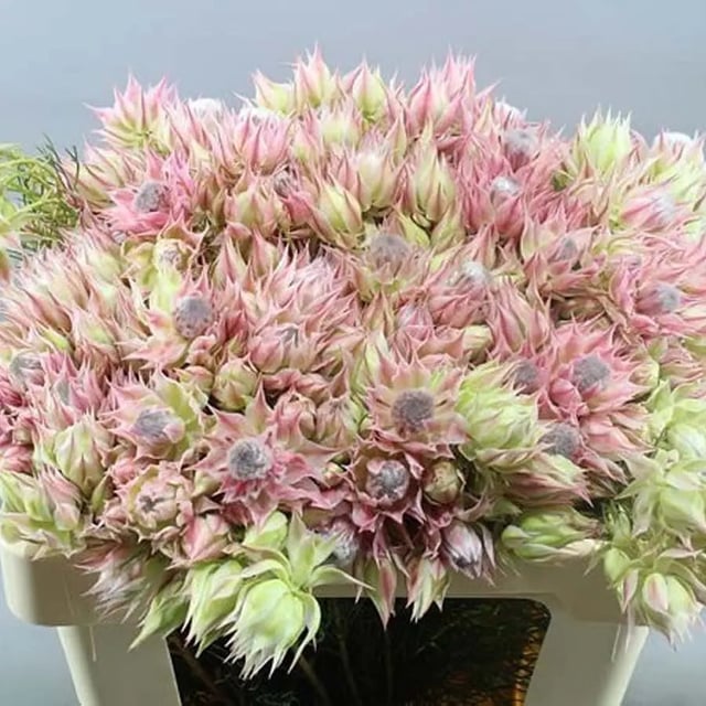 Protea Blushing Bride Pink