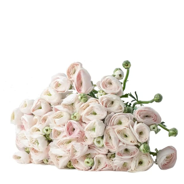 Ranunculus Cloony Hanoi - 50 Stem Bunch