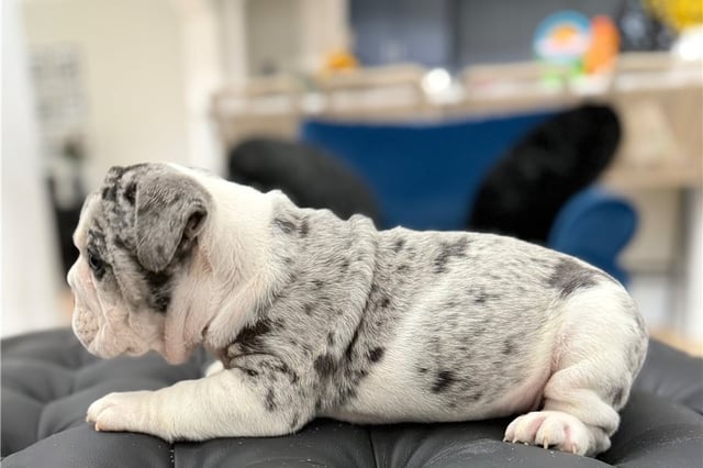 Adam | Puppies For Sale at Pawrade