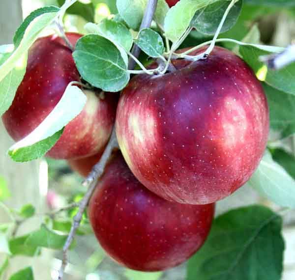 Cosmic Crisp® Apple