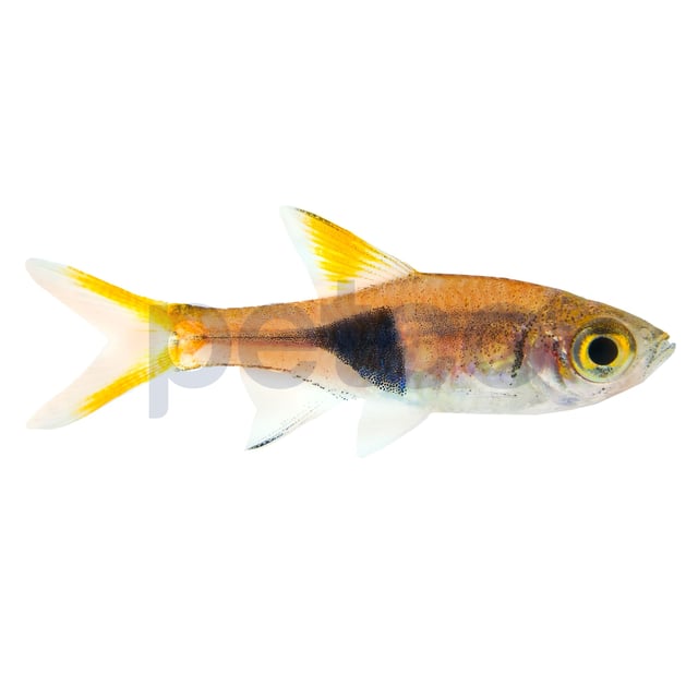 Harlequin Rasbora (Rasbora heteromorpha)