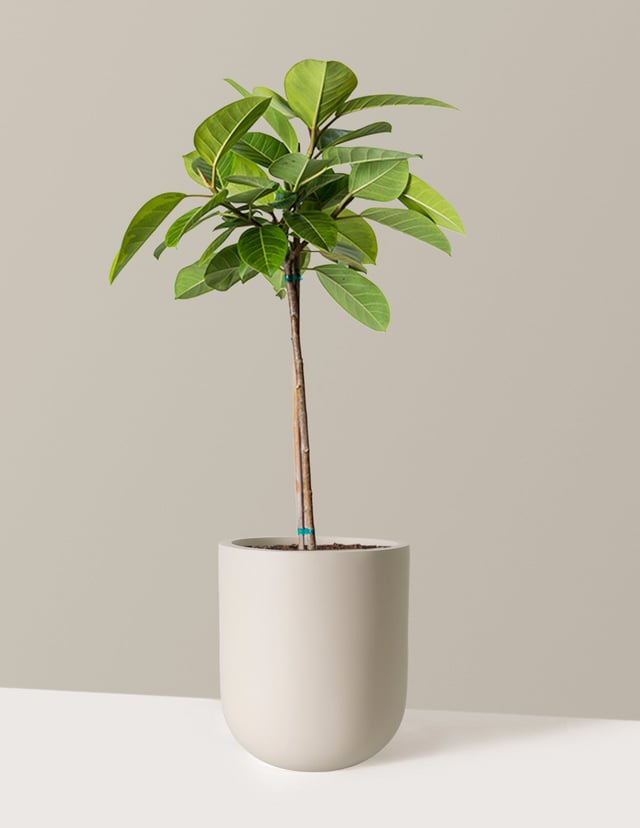 Large Ficus Altissima Tree