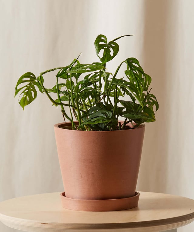 Monstera Adansonii