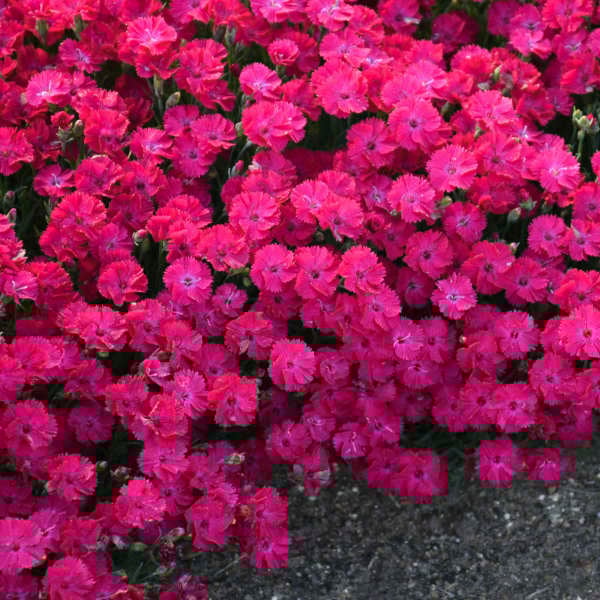 'Paint the Town Red' Dianthus