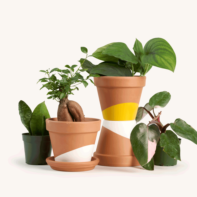 Rare Plant Subscription