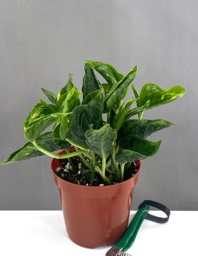 Pothos Shangri La