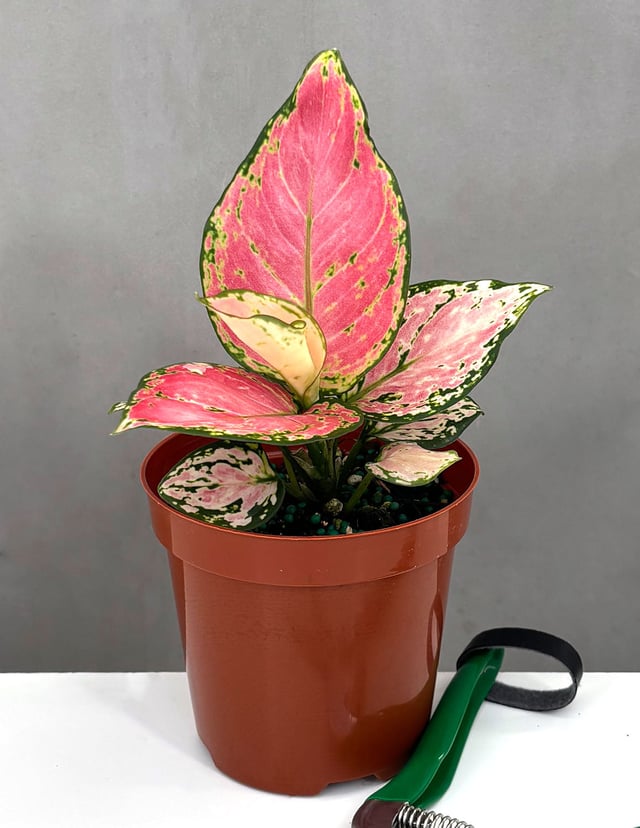Aglaonema Wishes