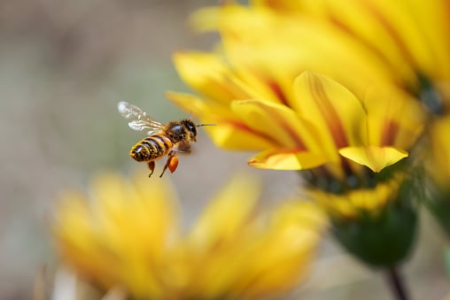 Close-up macro of a honey-bee collecting pollen from a yellow flower